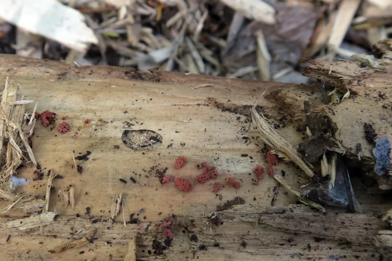 Arcyria denudata 1 - esporocarpos